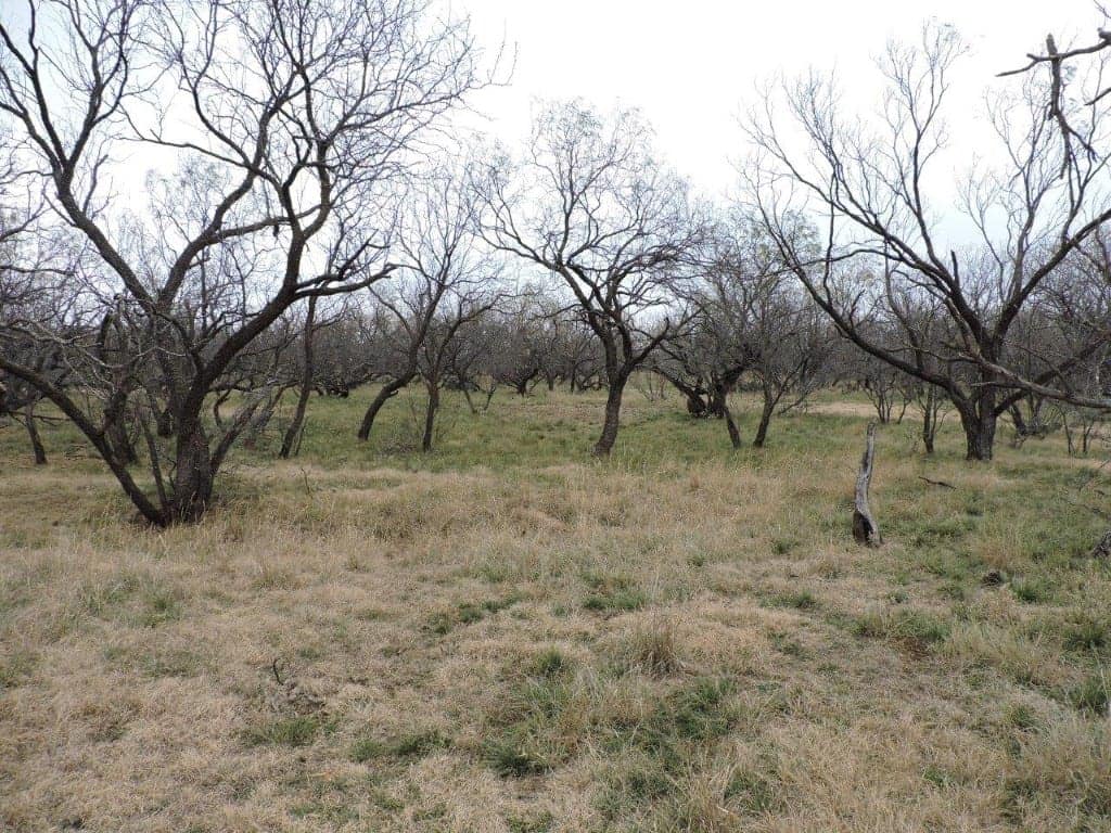 101 acre hunting land in Baylor County, Texas