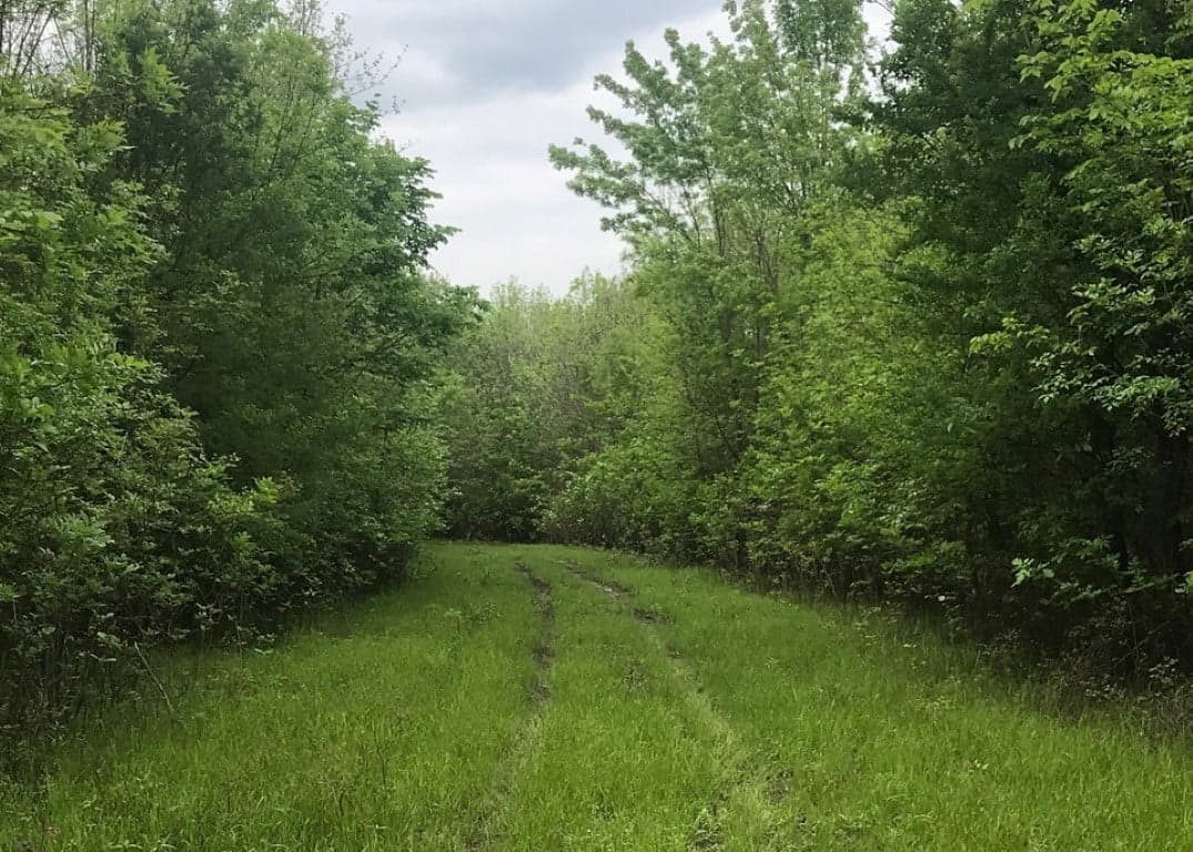Overview of 244.5 acre timberland in Red River County, Texas
