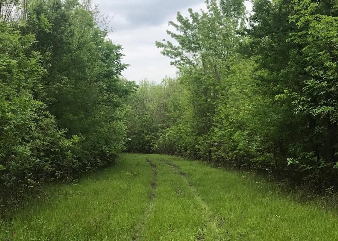 244.5 acre timberland in Red River County, Texas