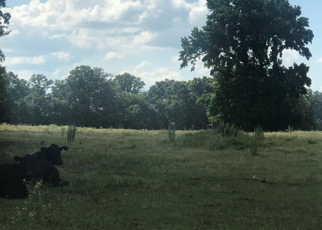630 acre timberland in Red River County, Texas