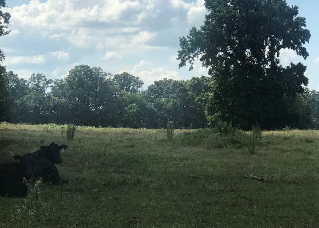 Overview of 630 acre timberland in Red River County, Texas