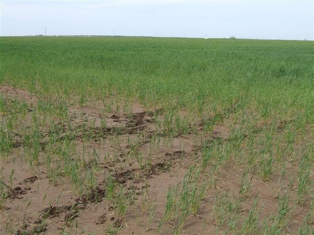 Overview of 138 acre farm in Foard County, Texas