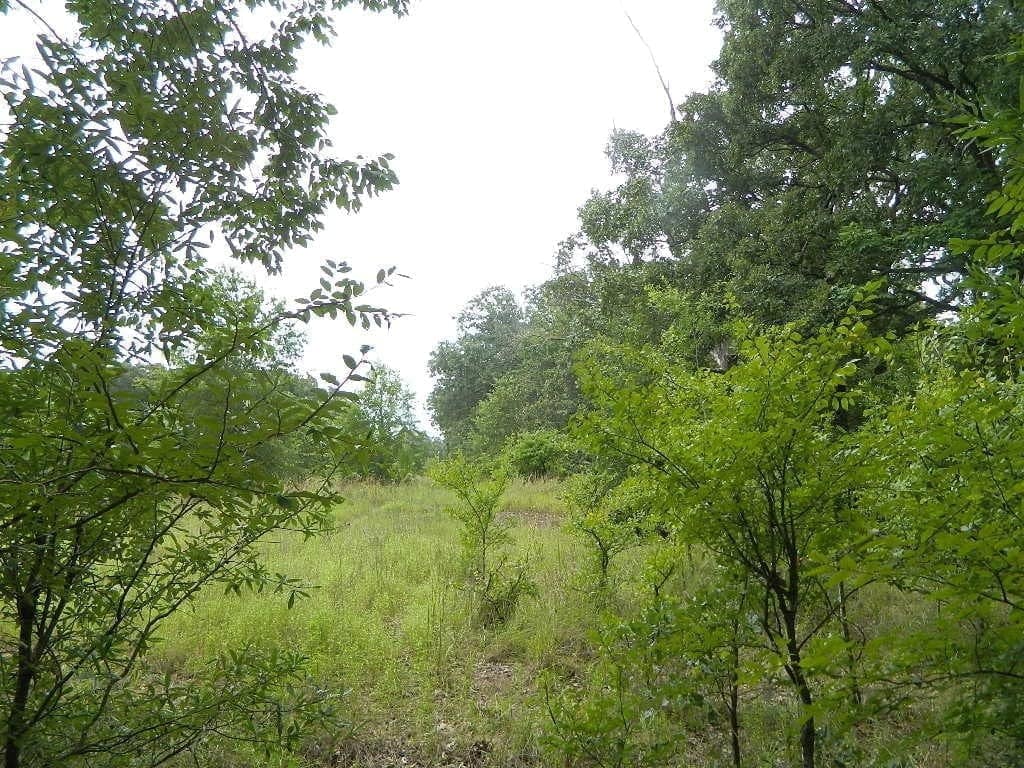 83.42 acre hunting land in Red River County, Texas