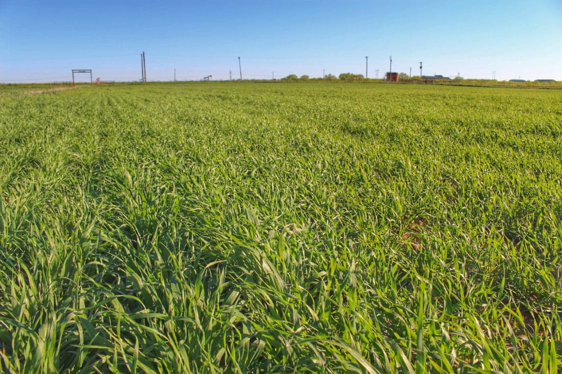 Overview of 60.5 acre ranch in Wichita County, Texas