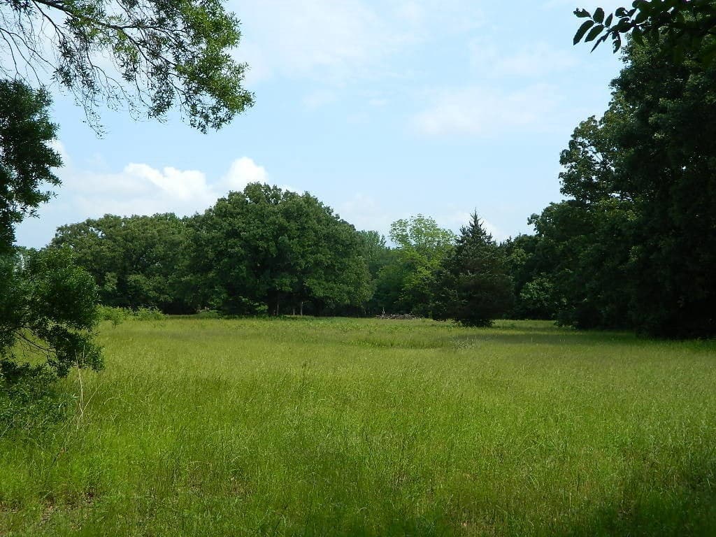 Overview of 8.76 acre hunting land in Titus County, Texas