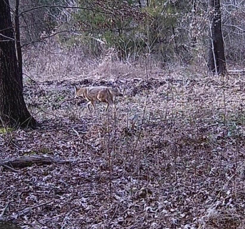 13.74 acre hunting land in Bowie County, Texas