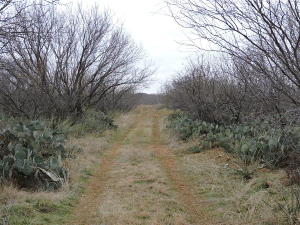 200 acre timberland in Young County, Texas