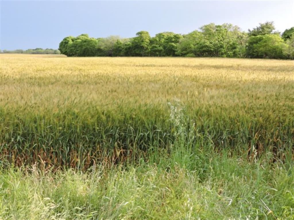 Overview of 79 acre hunting land in Wichita County, Texas