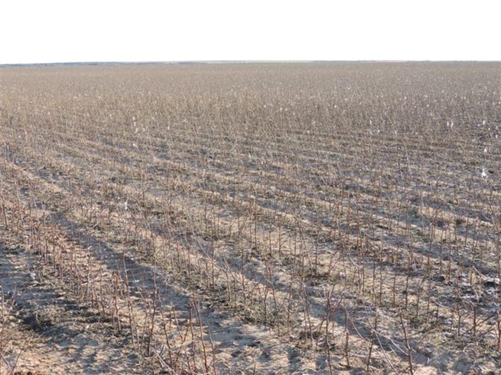 100 acre farm in Wilbarger County, Texas