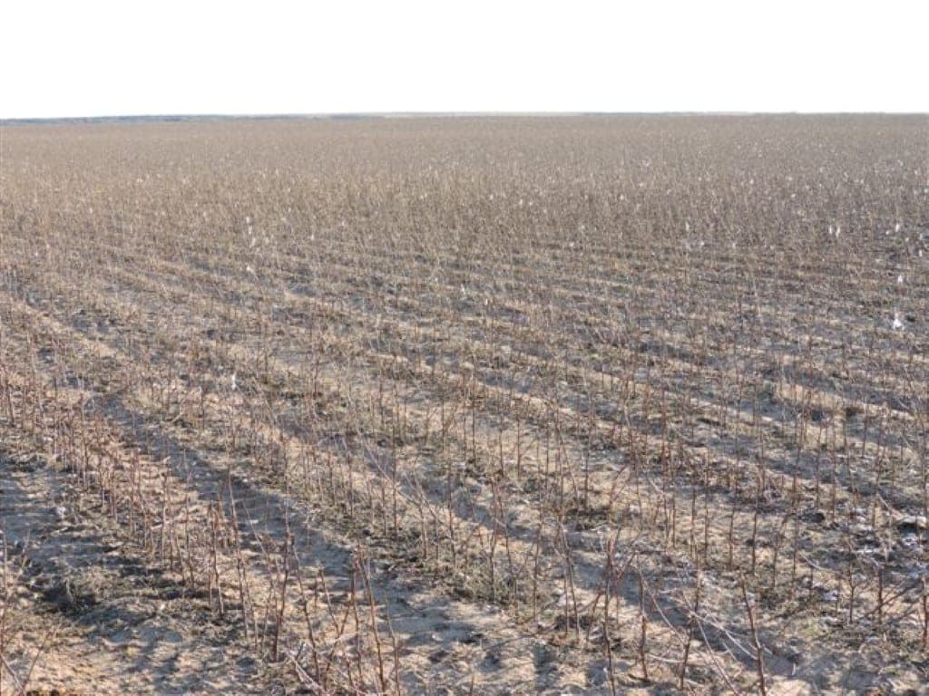 Overview of 100 acre farm in Wilbarger County, Texas