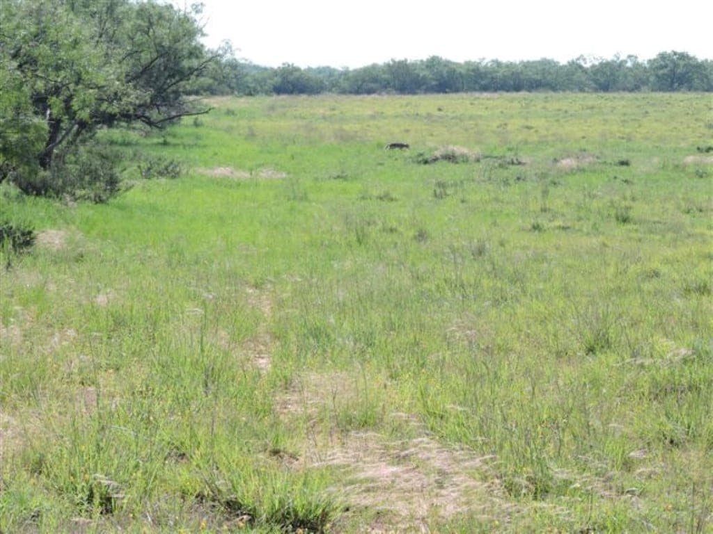 Overview of 782 acre hunting land in Haskell County, Texas