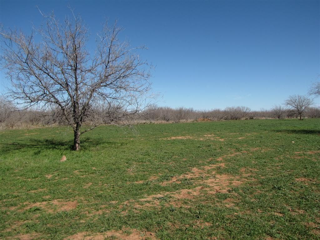 Overview of 546 acre hunting land in Baylor County, Texas