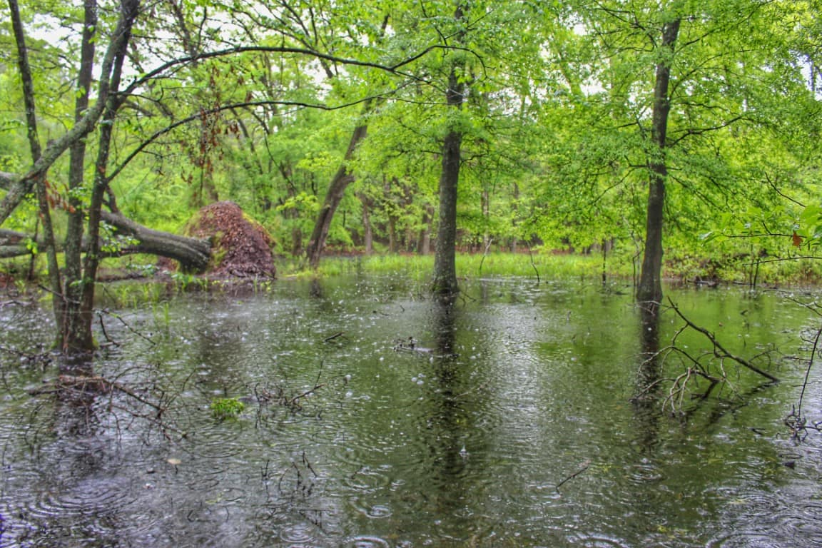 103 acre timberland in Camp County, Texas