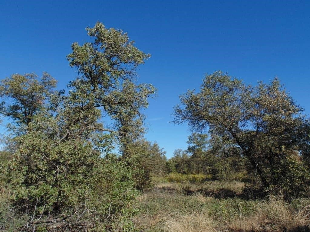 35 acre hunting land in Jones County, Texas