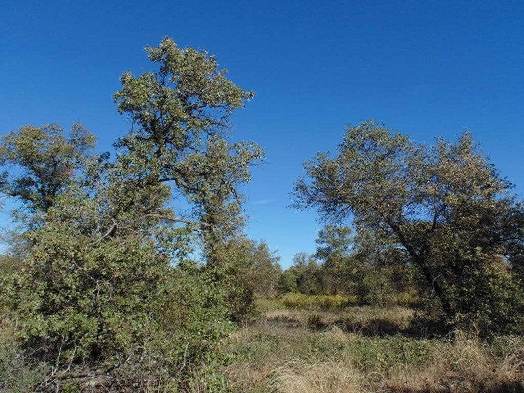 Overview of 35 acre hunting land in Jones County, Texas