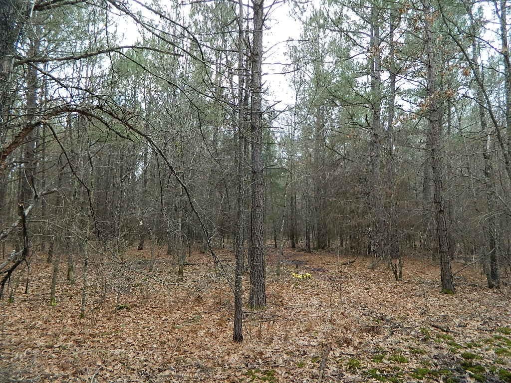 19 acre hunting land in Red River County, Texas