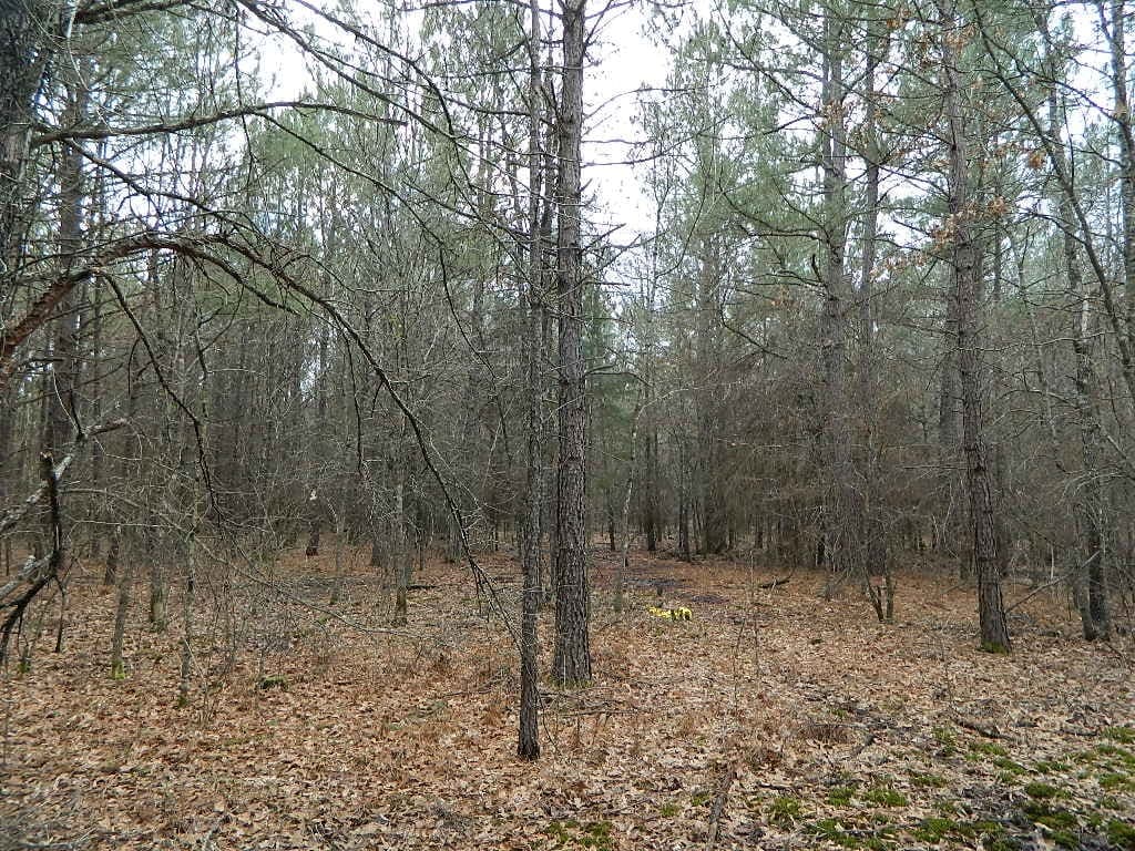 Overview of 19 acre hunting land in Red River County, Texas
