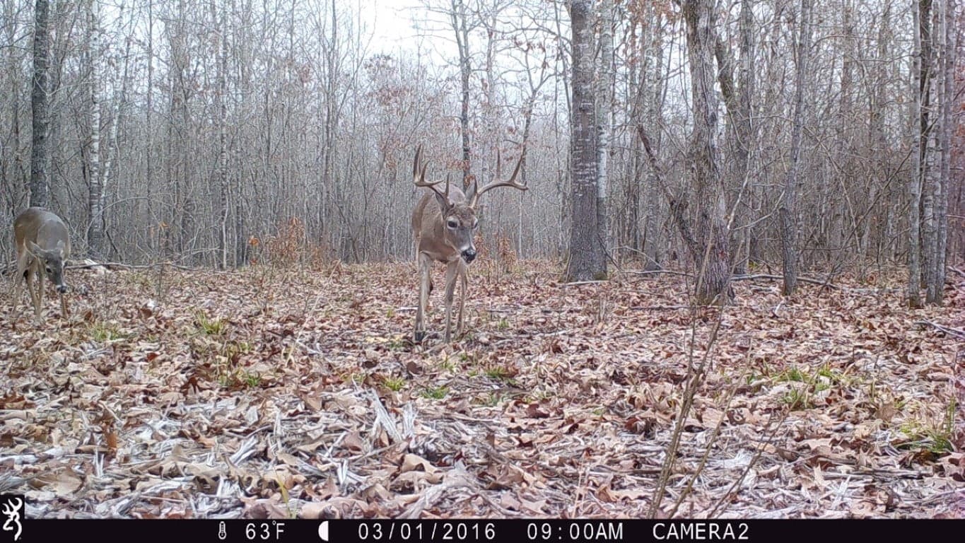 Overview of 60 acre hunting land in Red River County, Texas