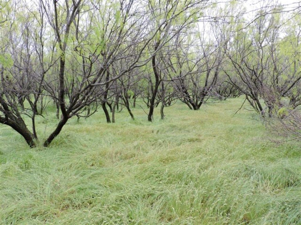 Overview of 120 acre hunting land in Wilbarger County, Texas