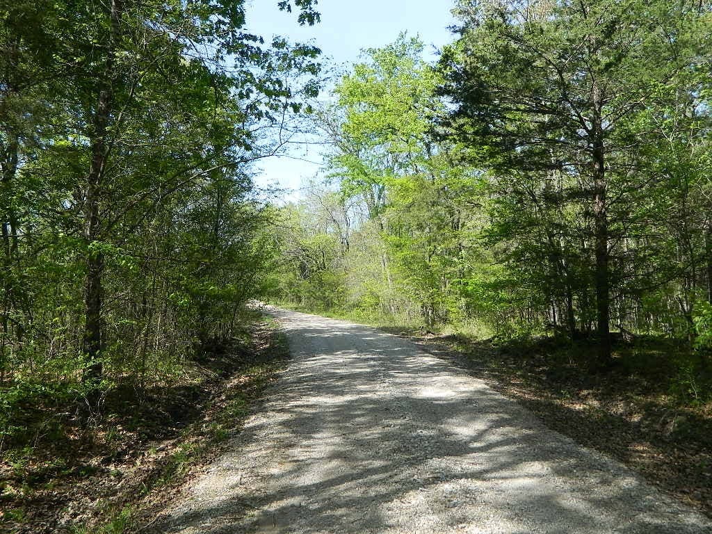Overview of 40 acre timberland in Red River County, Texas