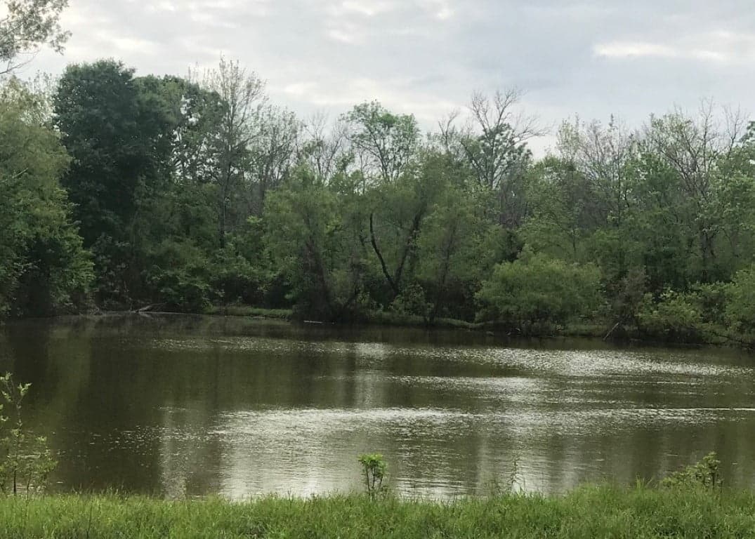 Overview of 451.98 acre timberland in Bowie County, Texas