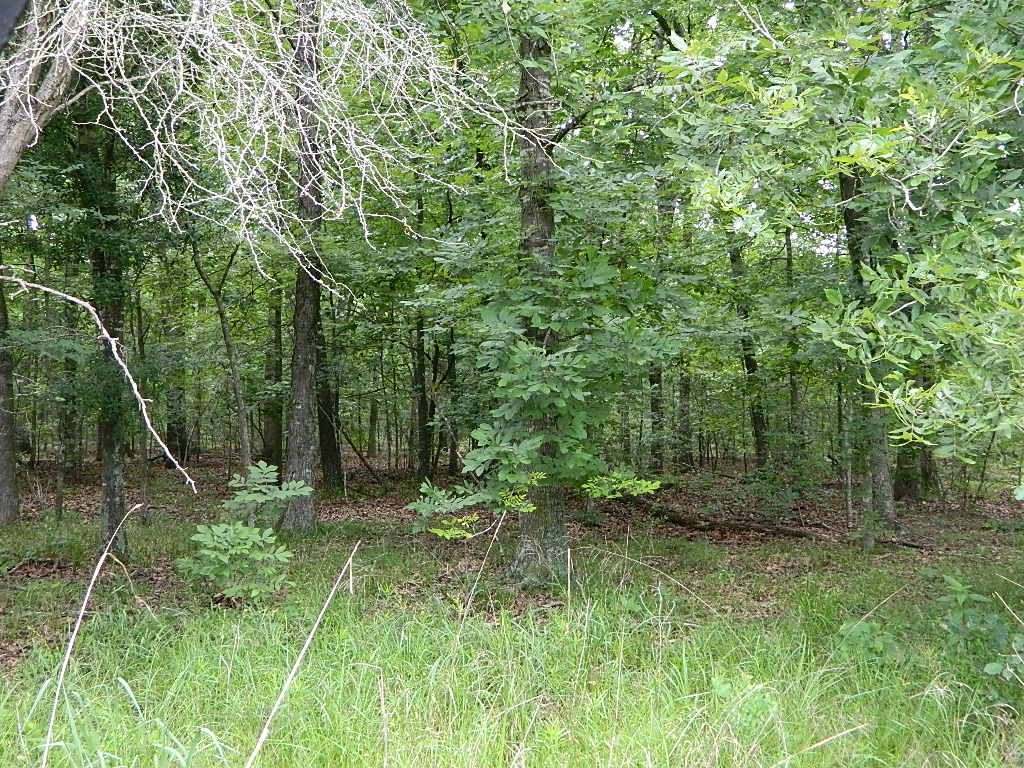 Overview of 25 acre farm in Red River County, Texas