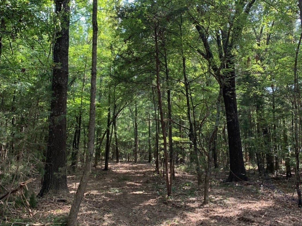 Overview of 4 acre timberland in Red River County, Texas