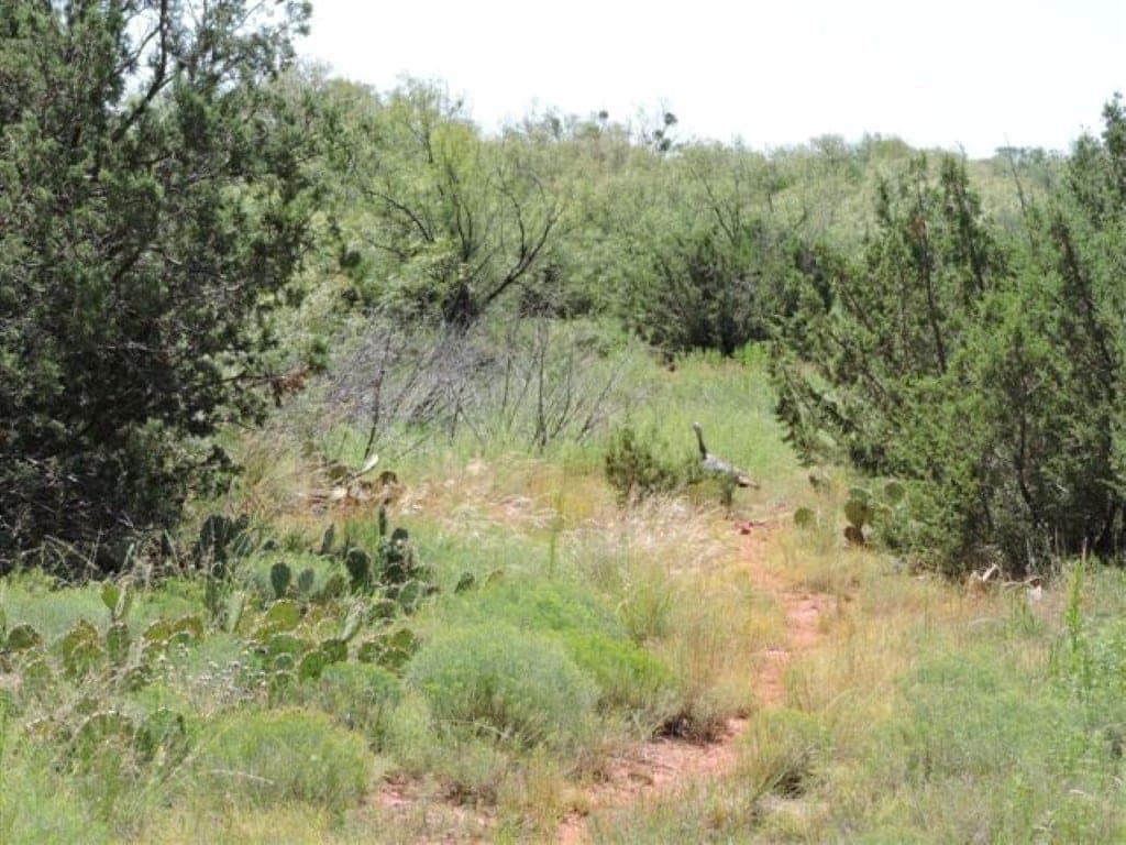 Overview of 160.2 acre hunting land in Baylor County, Texas
