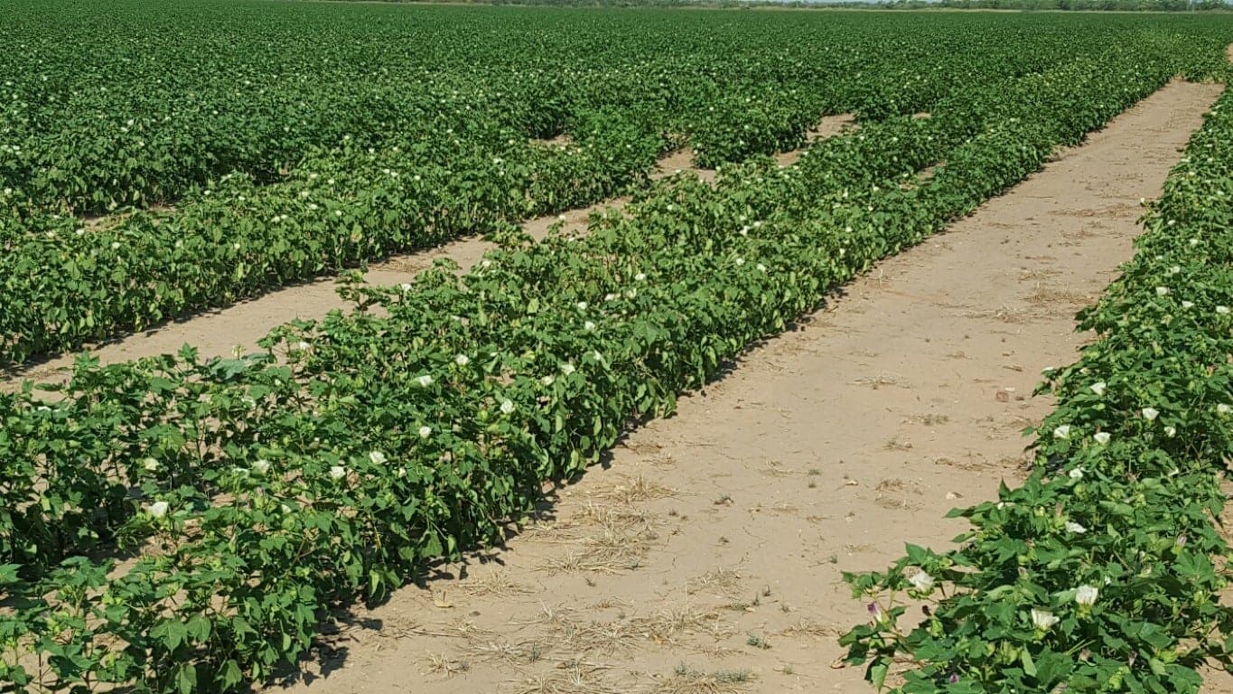 Overview of 162 acre farm in Haskell County, Texas