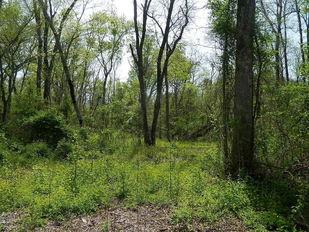12.28 acre timberland in Lamar County, Texas