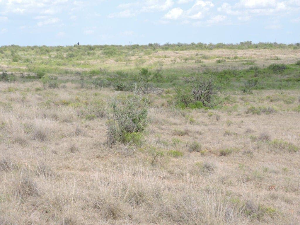 Overview of 1,060 acre hunting land in Wichita County, Texas