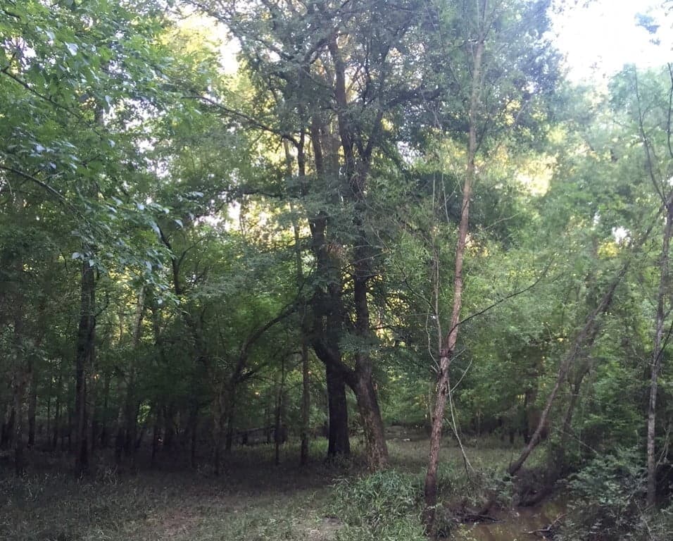 Overview of 66.31 acre ranch in Red River County, Texas