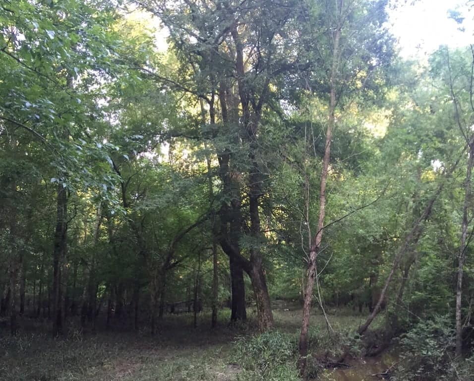 66.31 acre ranch in Red River County, Texas
