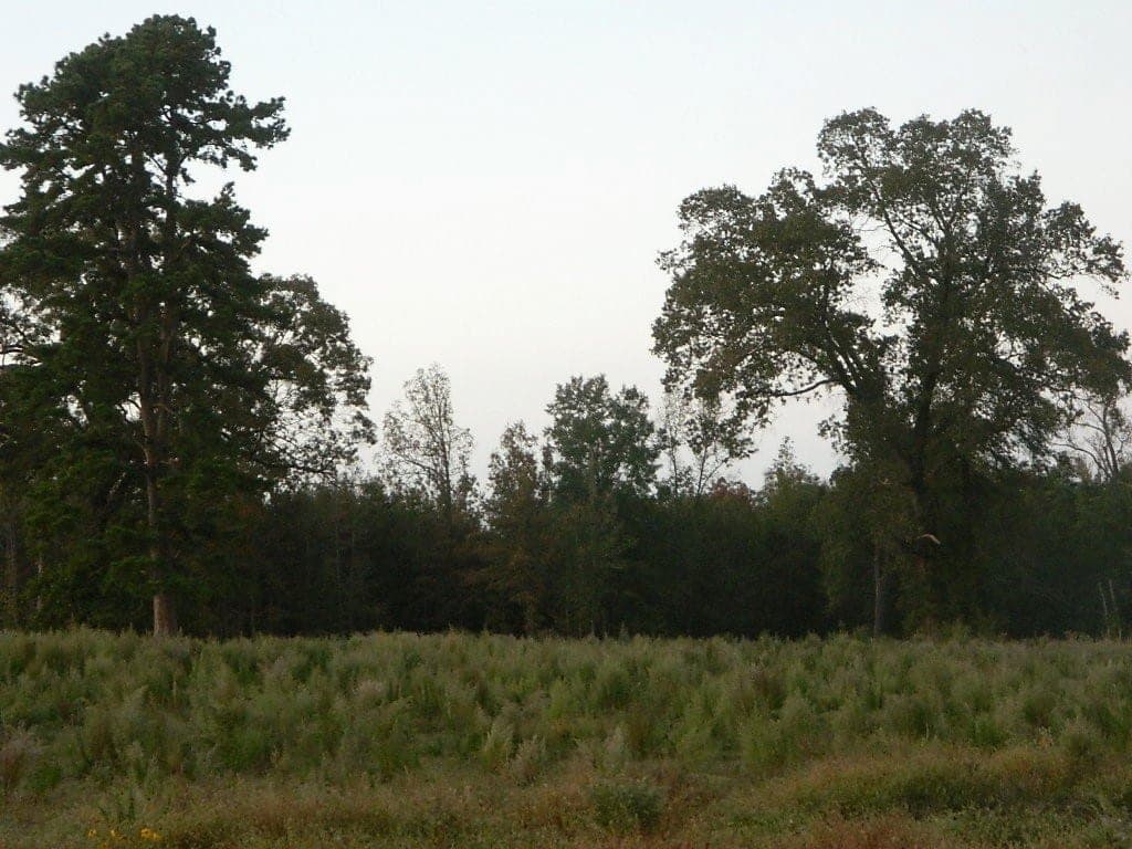 Overview of 103 acre timberland in Bowie County, Texas