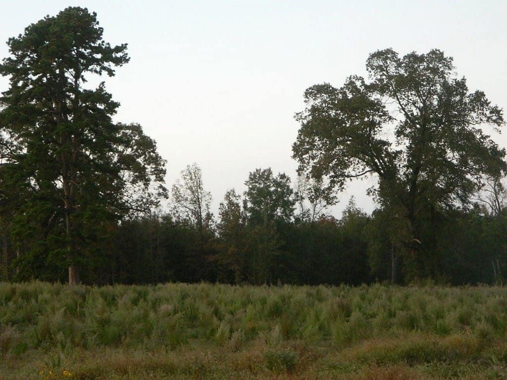 103 acre timberland in Bowie County, Texas