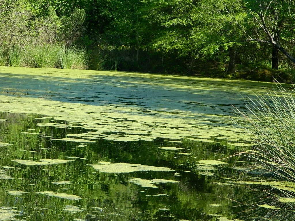 208.54 acre ranch in Cass County, Texas