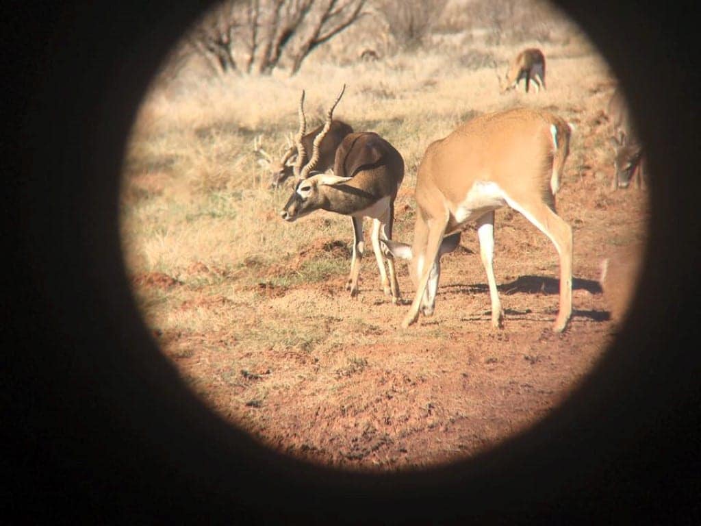 346 acre hunting land in Foard County, Texas