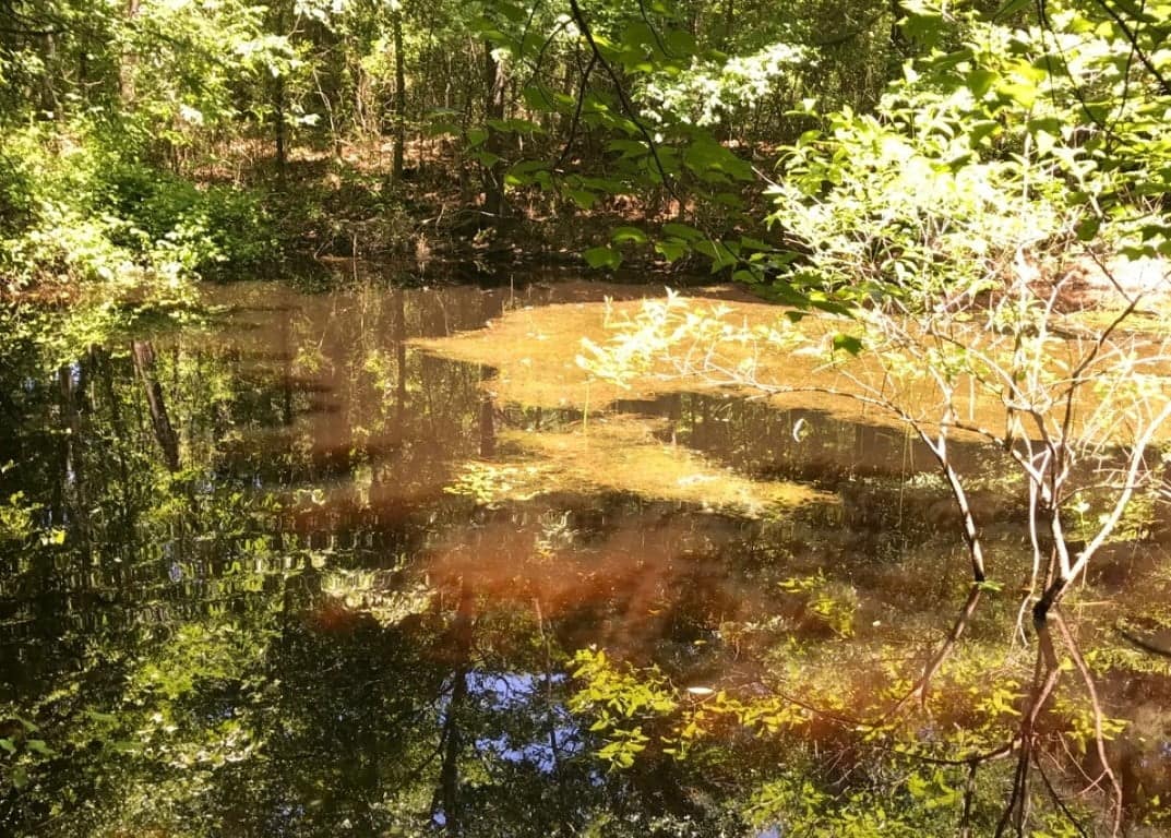25 acre timberland in Red River County, Texas