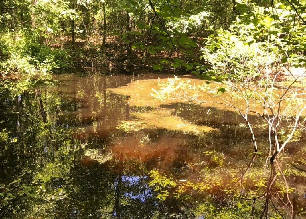 Overview of 25 acre timberland in Red River County, Texas