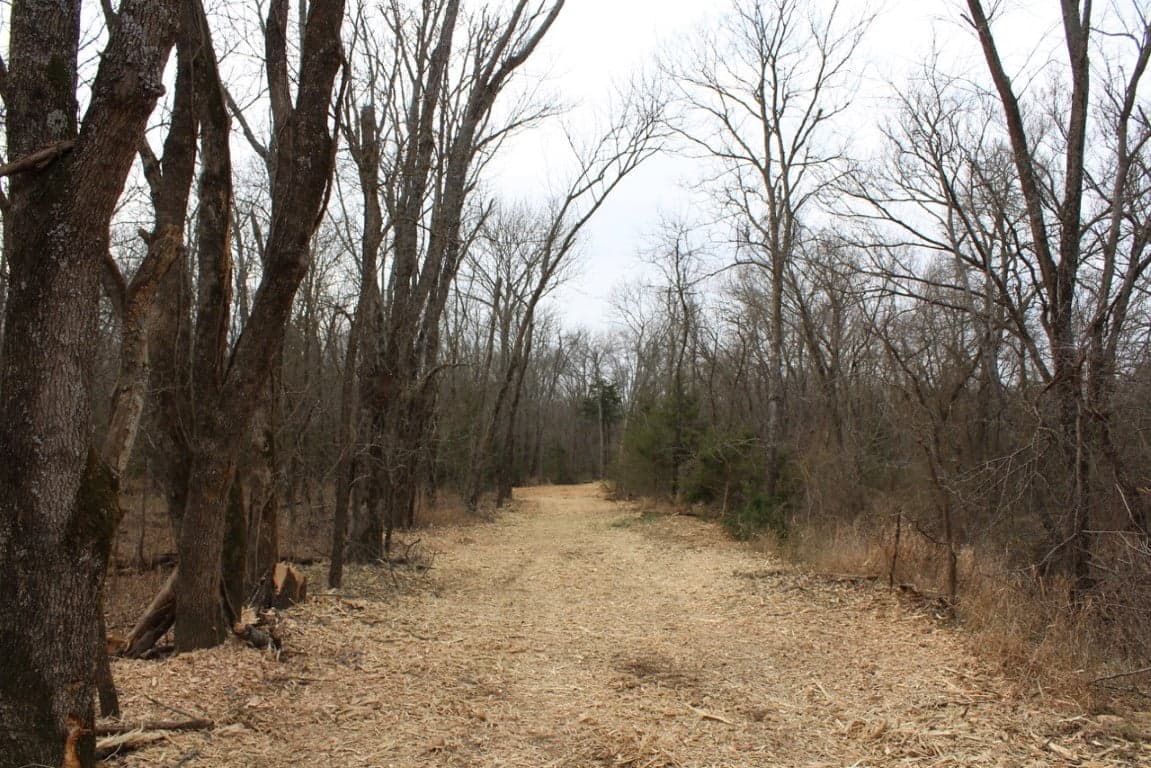Overview of 27.26 acre timberland in Lamar County, Texas
