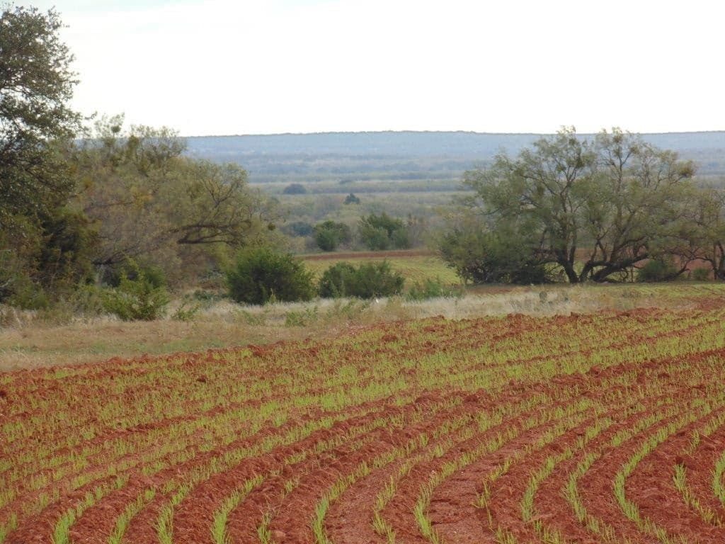 Overview of 30 acre ranch in Taylor County, Texas