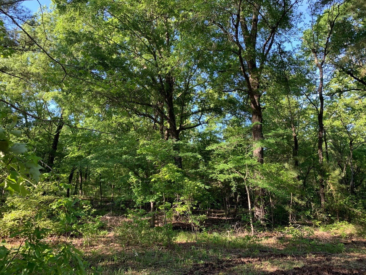 Overview of 8 acre ranch in Cass County, Texas