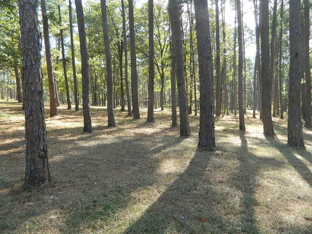 124 acre hunting land in Upshur County, Texas