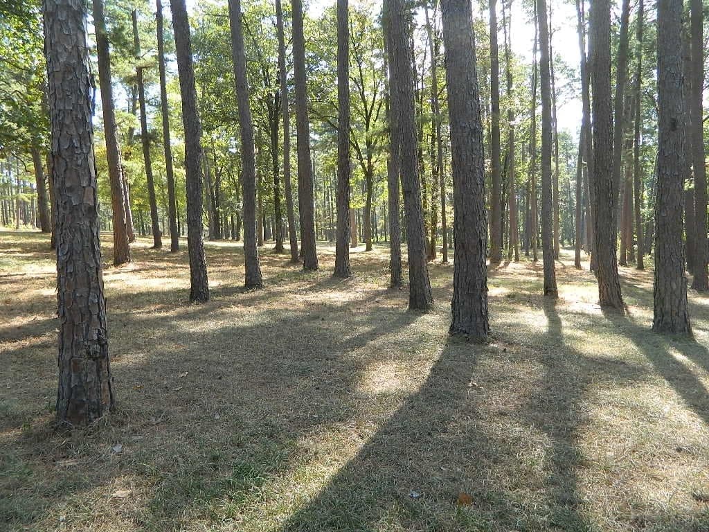 Overview of 124 acre hunting land in Upshur County, Texas