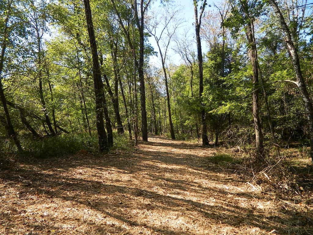 Overview of 125.41 acre timberland in Red River County, Texas