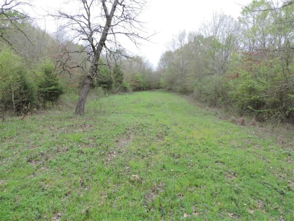 76 acre timberland in Wood County, Texas