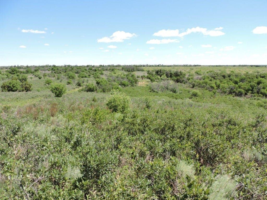 Overview of 260 acre hunting land in King County, Texas