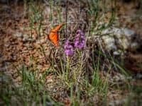 368 acre hunting land in King County, Texas