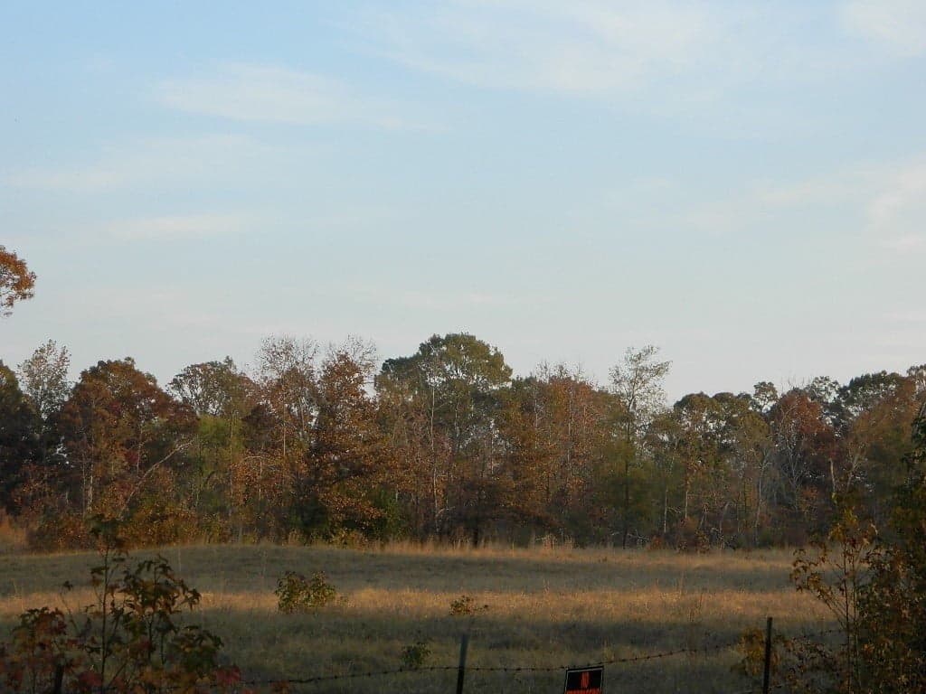 Overview of 11.27 acre hunting land in Titus County, Texas