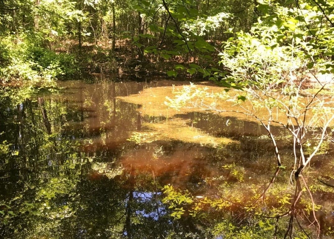 Overview of 25 acre timberland in Red River County, Texas
